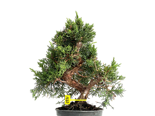 Juniperus Chinensis Kyushu 2931