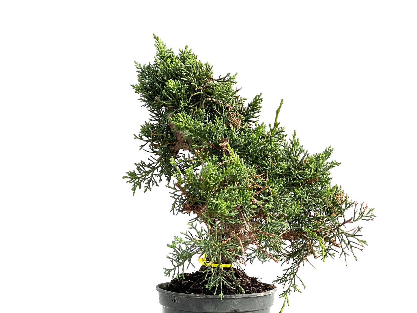 Juniperus Chinensis Kyushu 2931