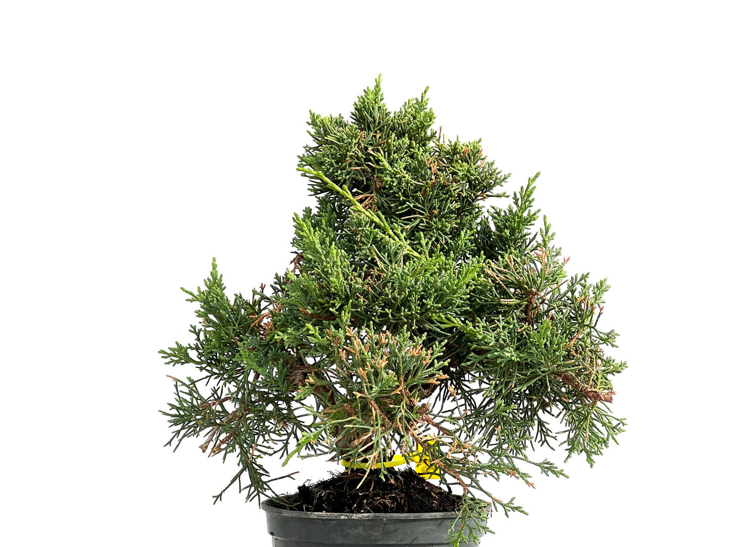 Juniperus Chinensis Kyushu 2931