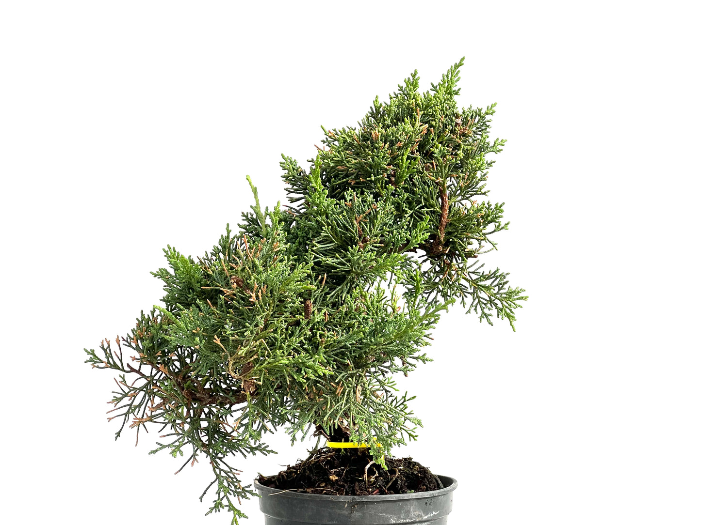Juniperus Chinensis Kyushu 2931