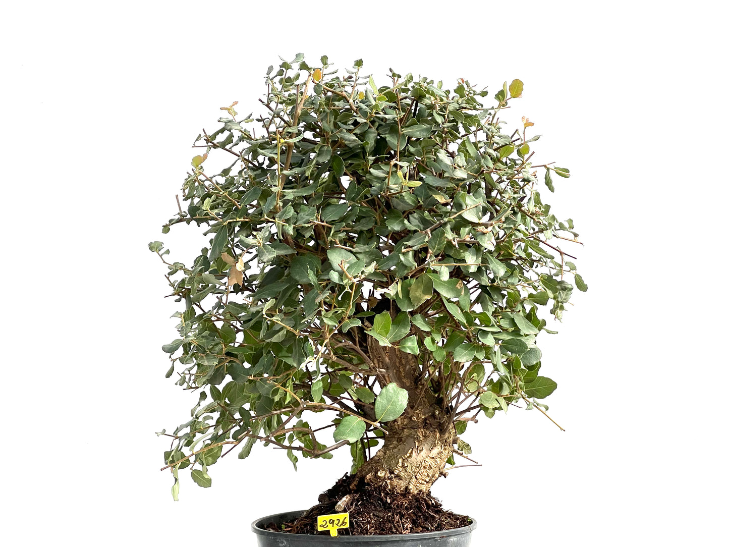 Quercus Suber 2926