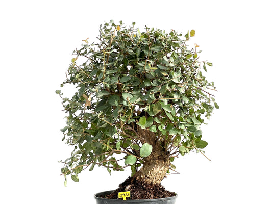 Quercus Suber 2926