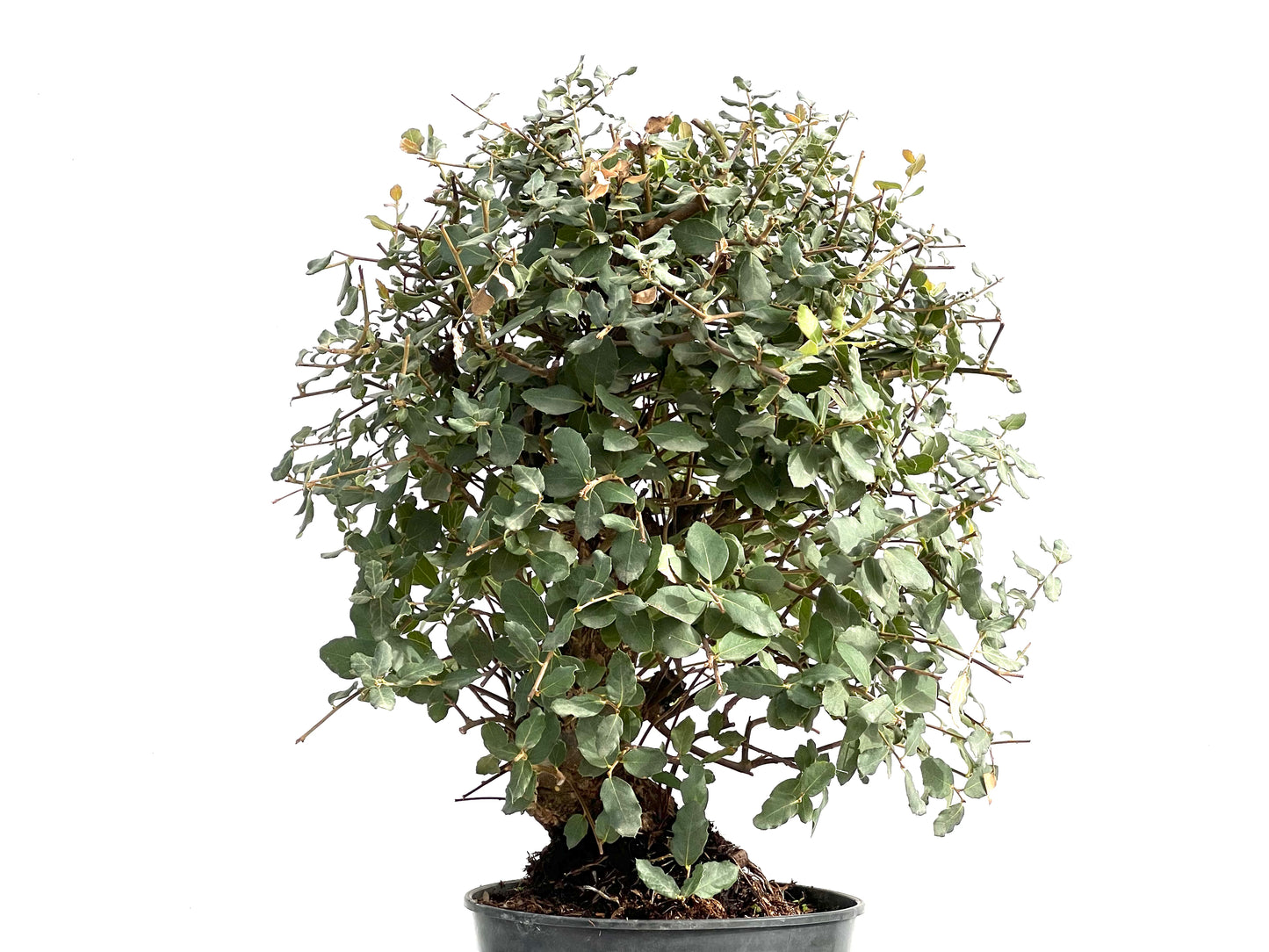 Quercus Suber 2926