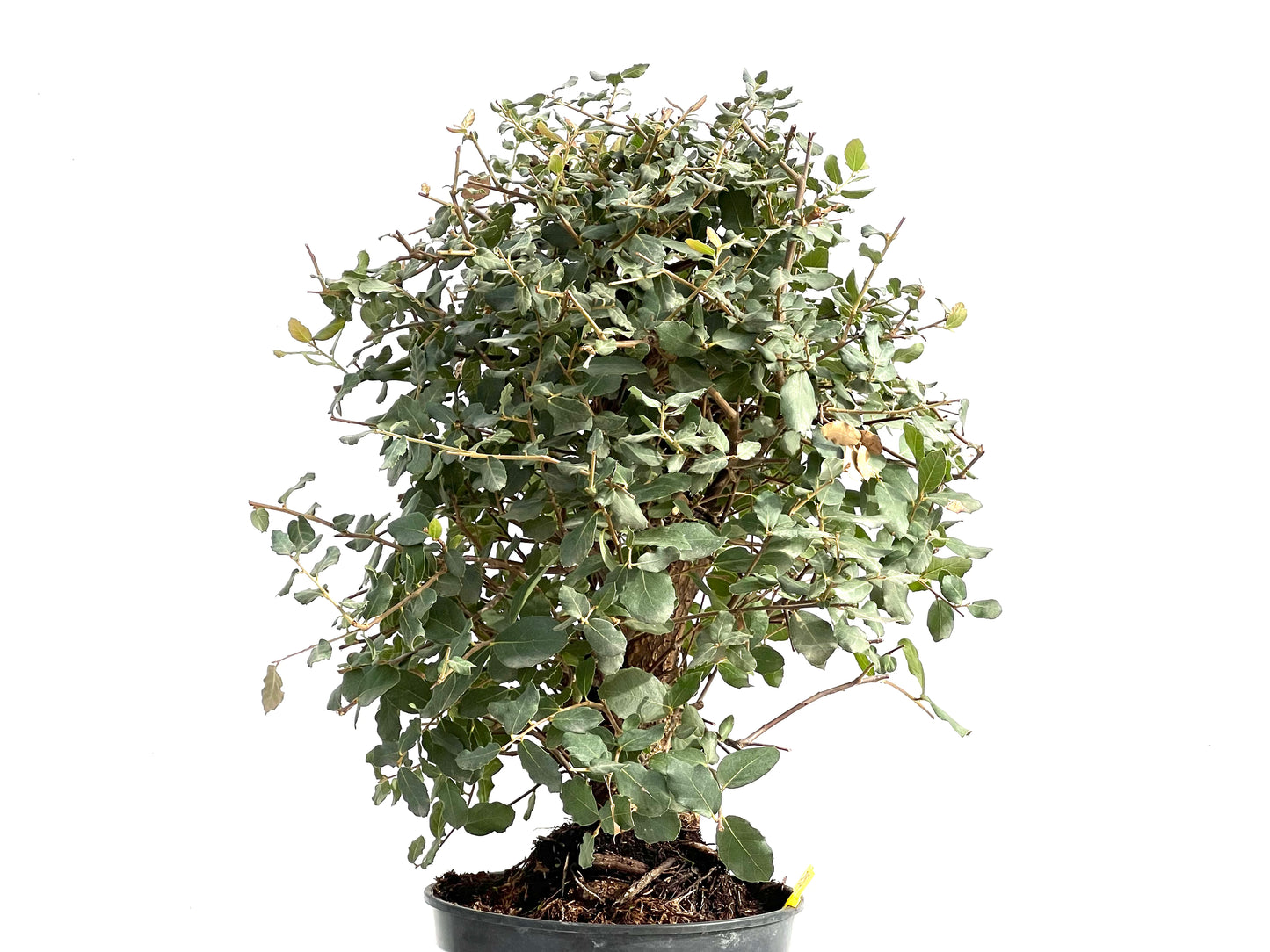 Quercus Suber 2926