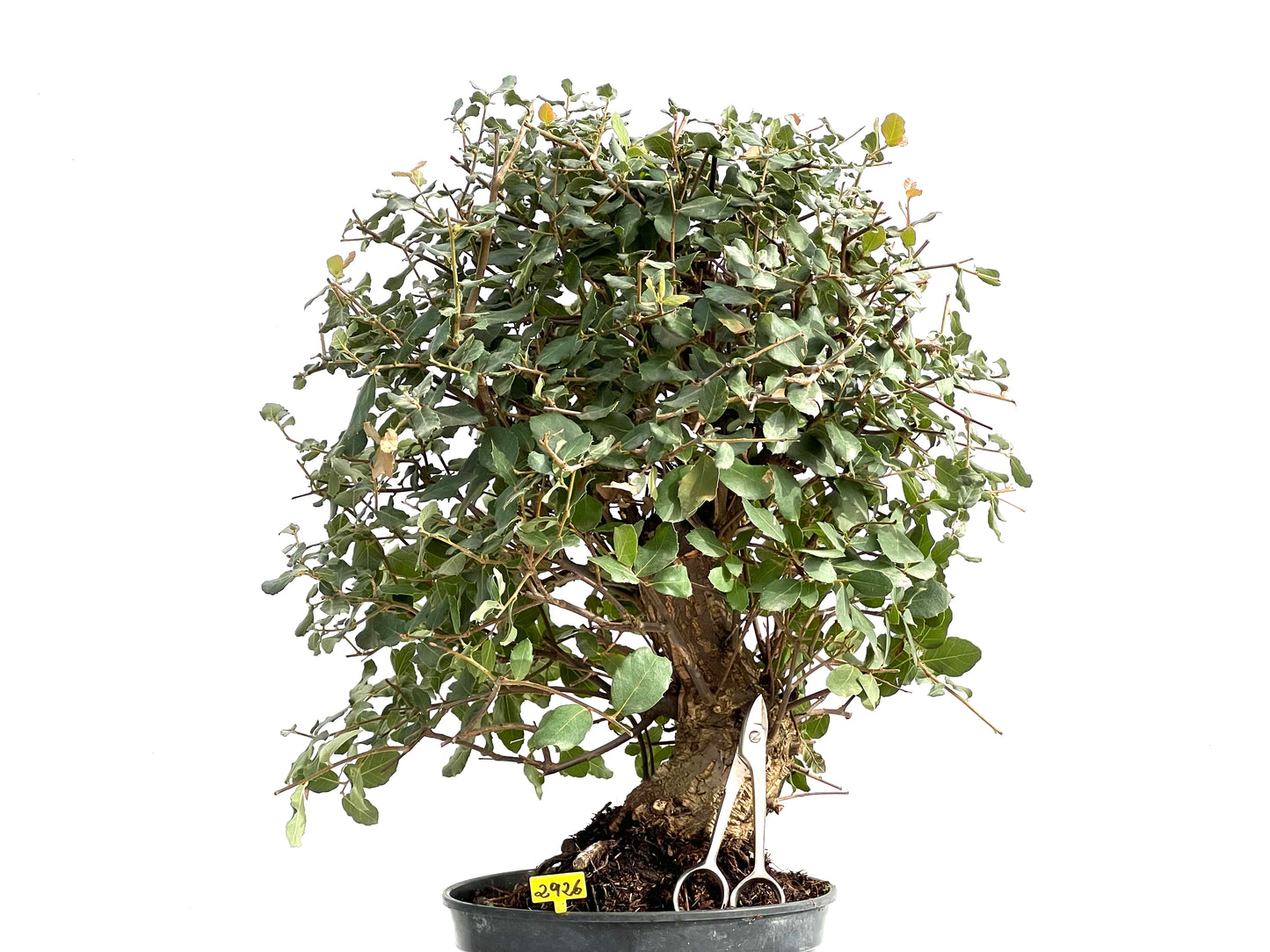 Quercus Suber 2926