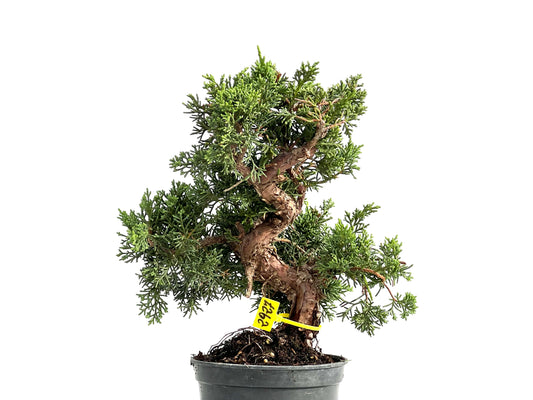 Juniperus Chinensis Kyushu 2927