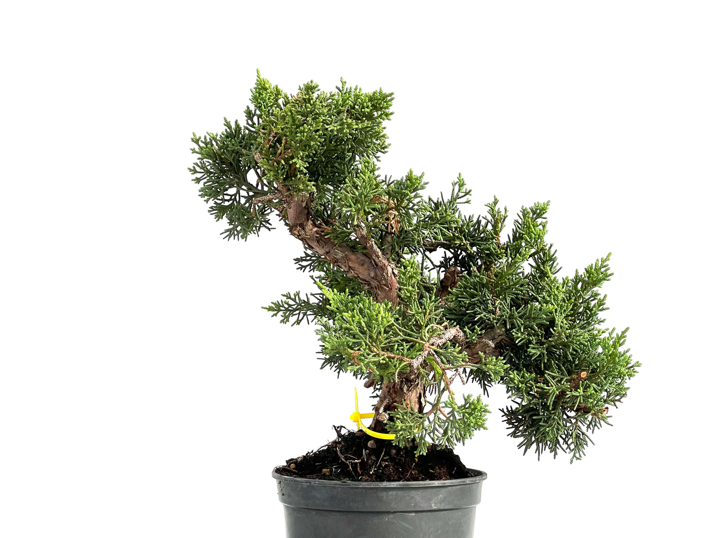 Juniperus Chinensis Kyushu 2927