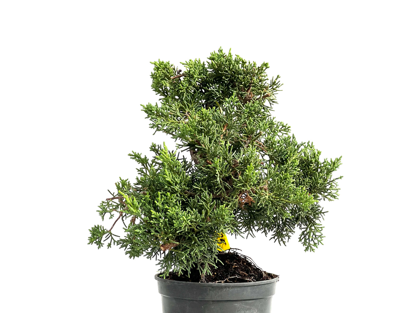 Juniperus Chinensis Kyushu 2927