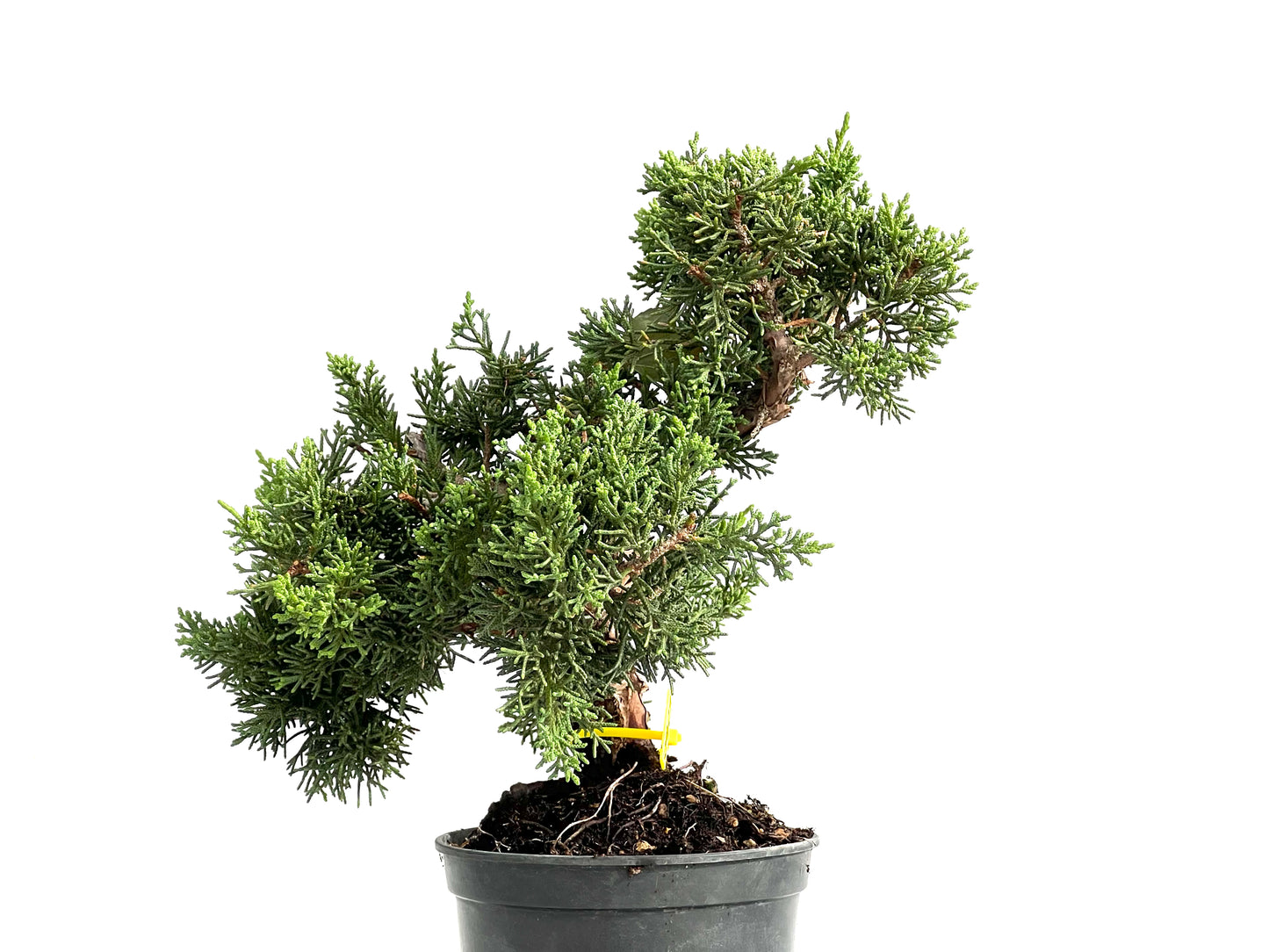 Juniperus Chinensis Kyushu 2927