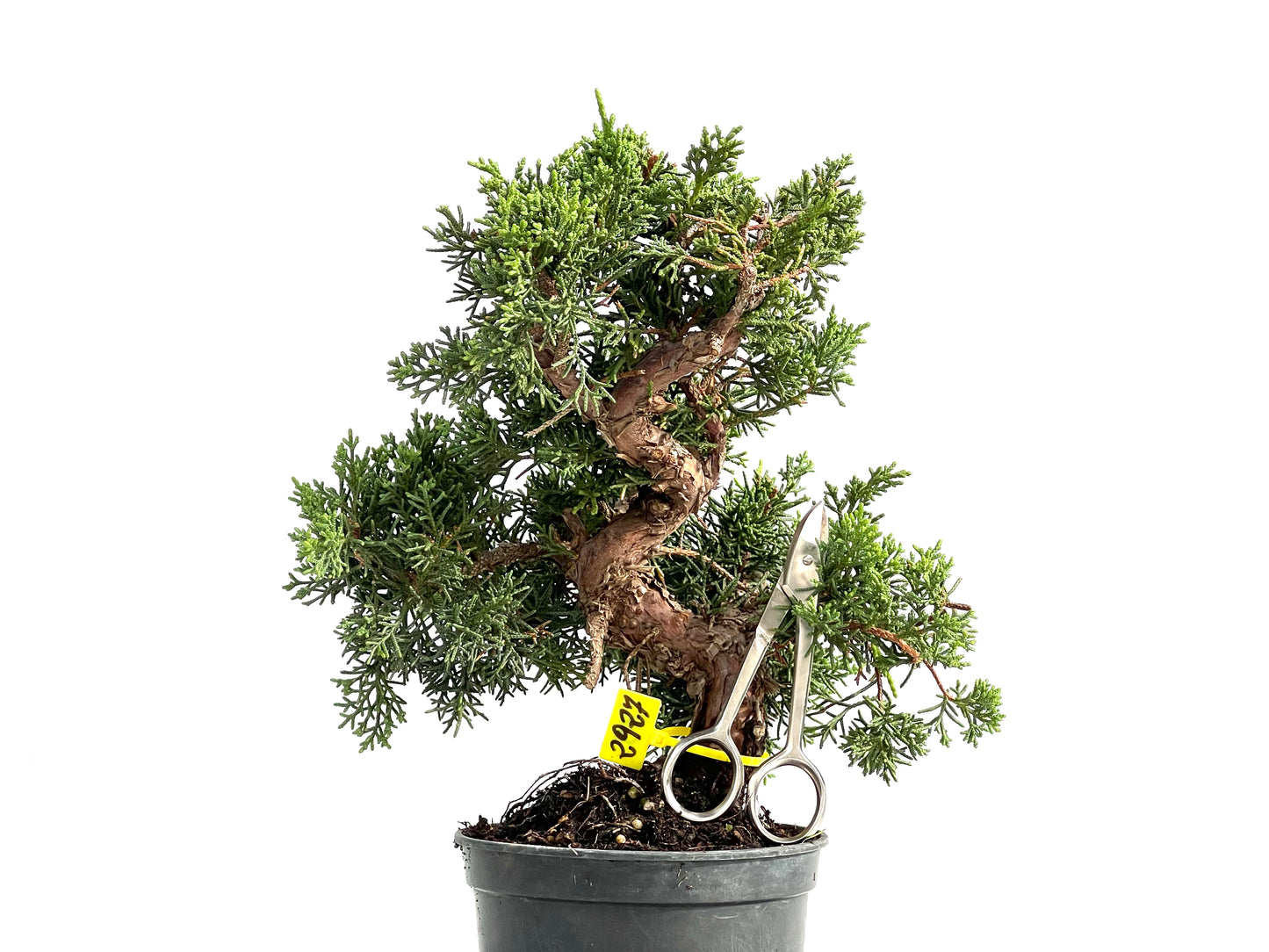 Juniperus Chinensis Kyushu 2927