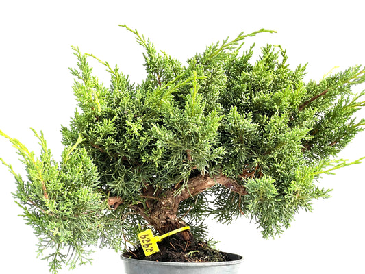 Juniperus Chinensis Kyushu 2929
