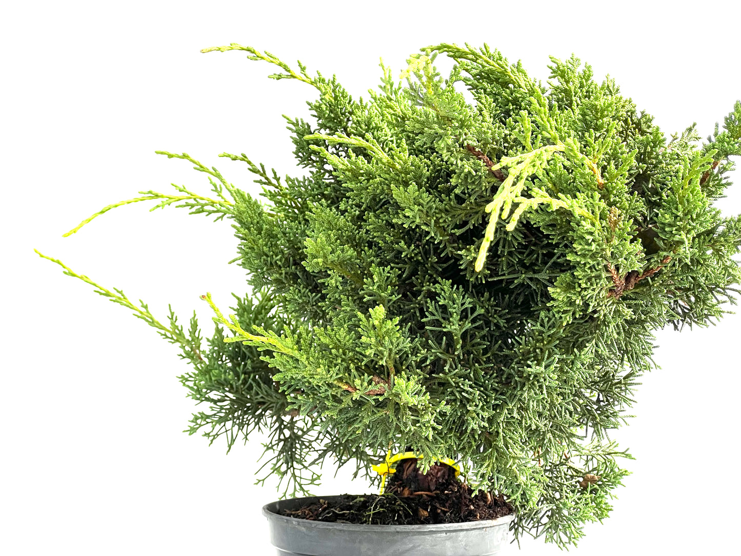 Juniperus Chinensis Kyushu 2929