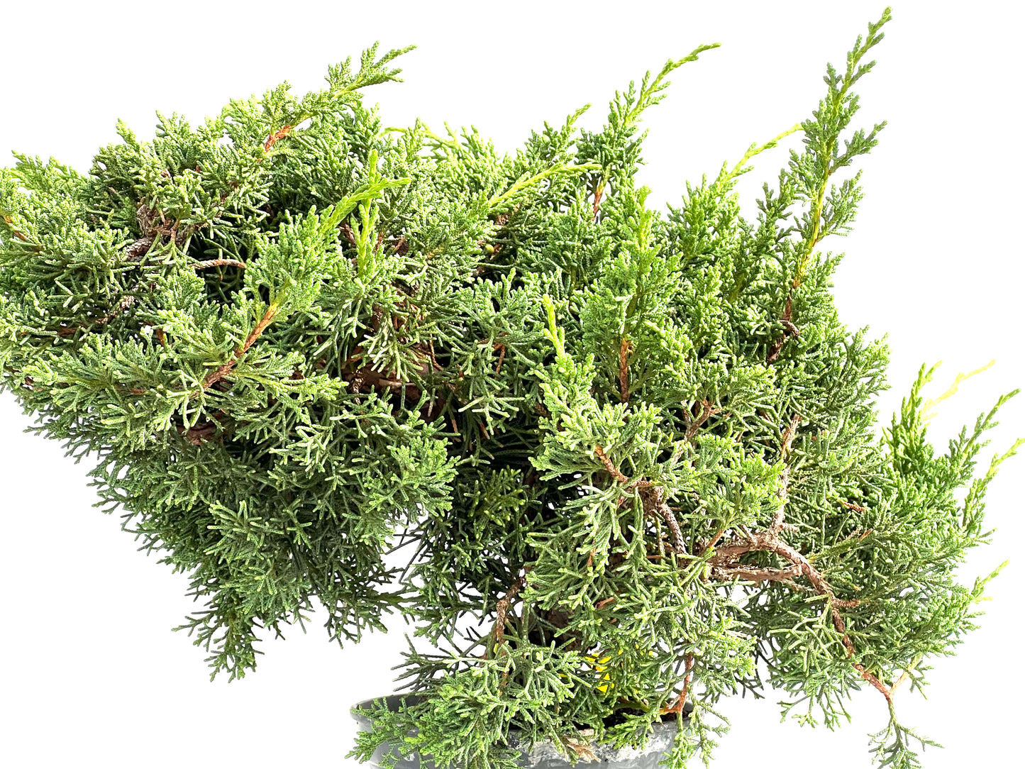 Juniperus Chinensis Kyushu 2929