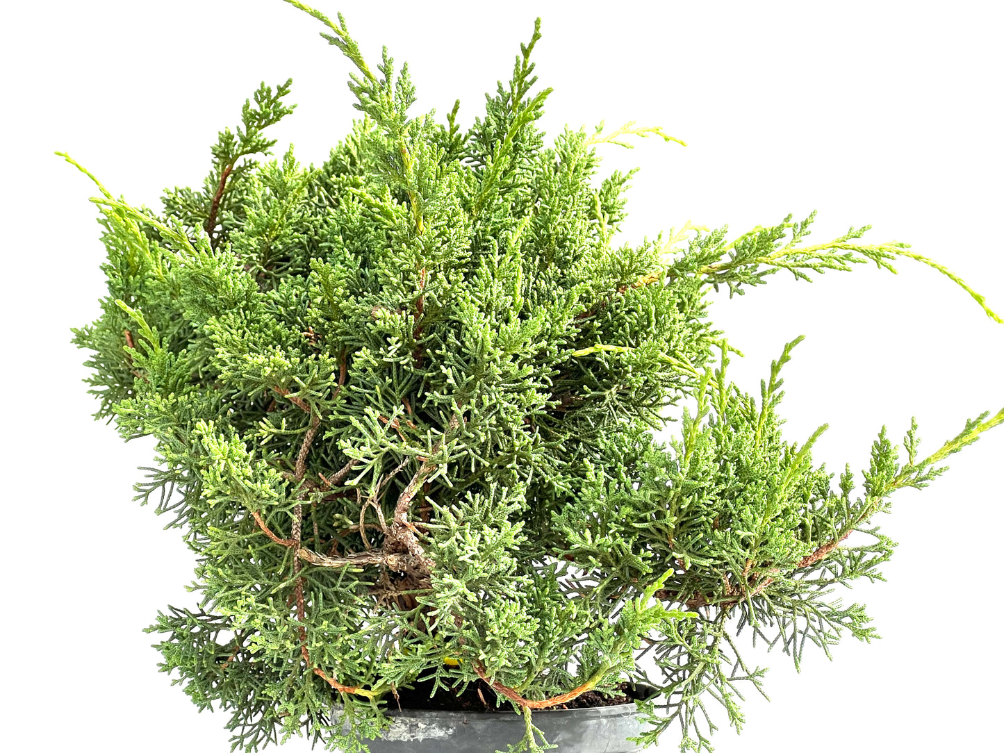 Juniperus Chinensis Kyushu 2929