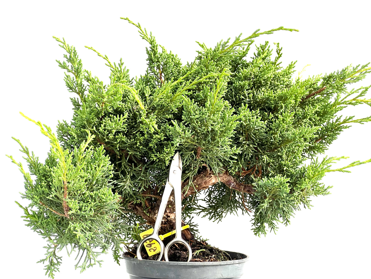 Juniperus Chinensis Kyushu 2929