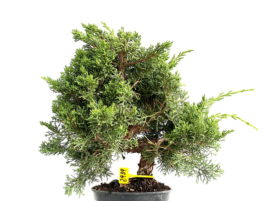 Juniperus Chinensis Kyushu 2929