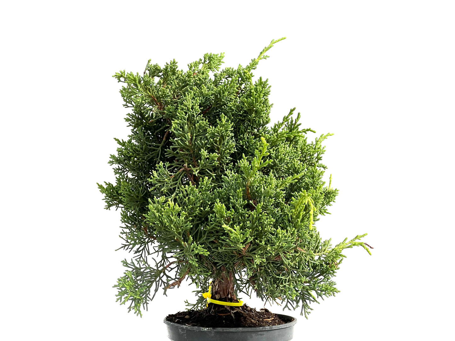 Juniperus Chinensis Kyushu 2929