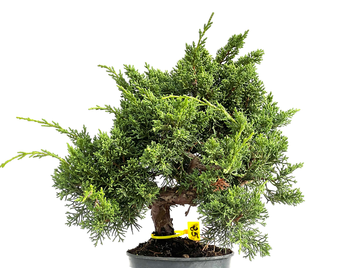 Juniperus Chinensis Kyushu 2929