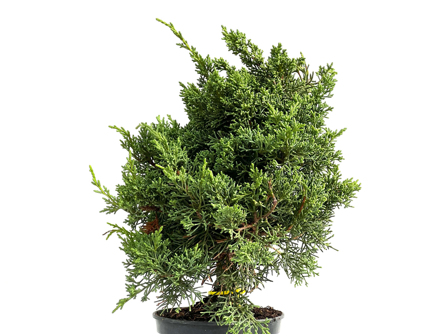 Juniperus Chinensis Kyushu 2929