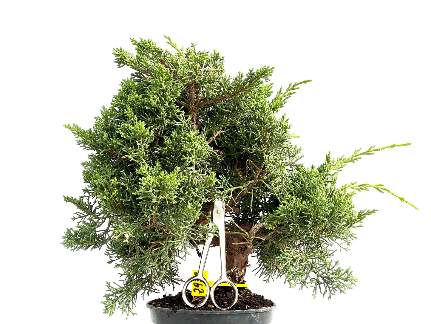 Juniperus Chinensis Kyushu 2929