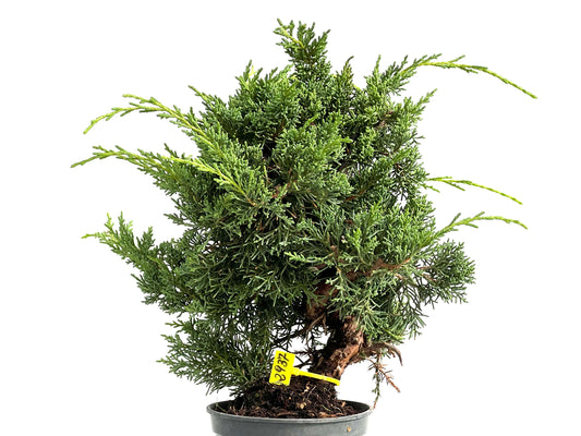 Juniperus Chinensis Kyushu 2937