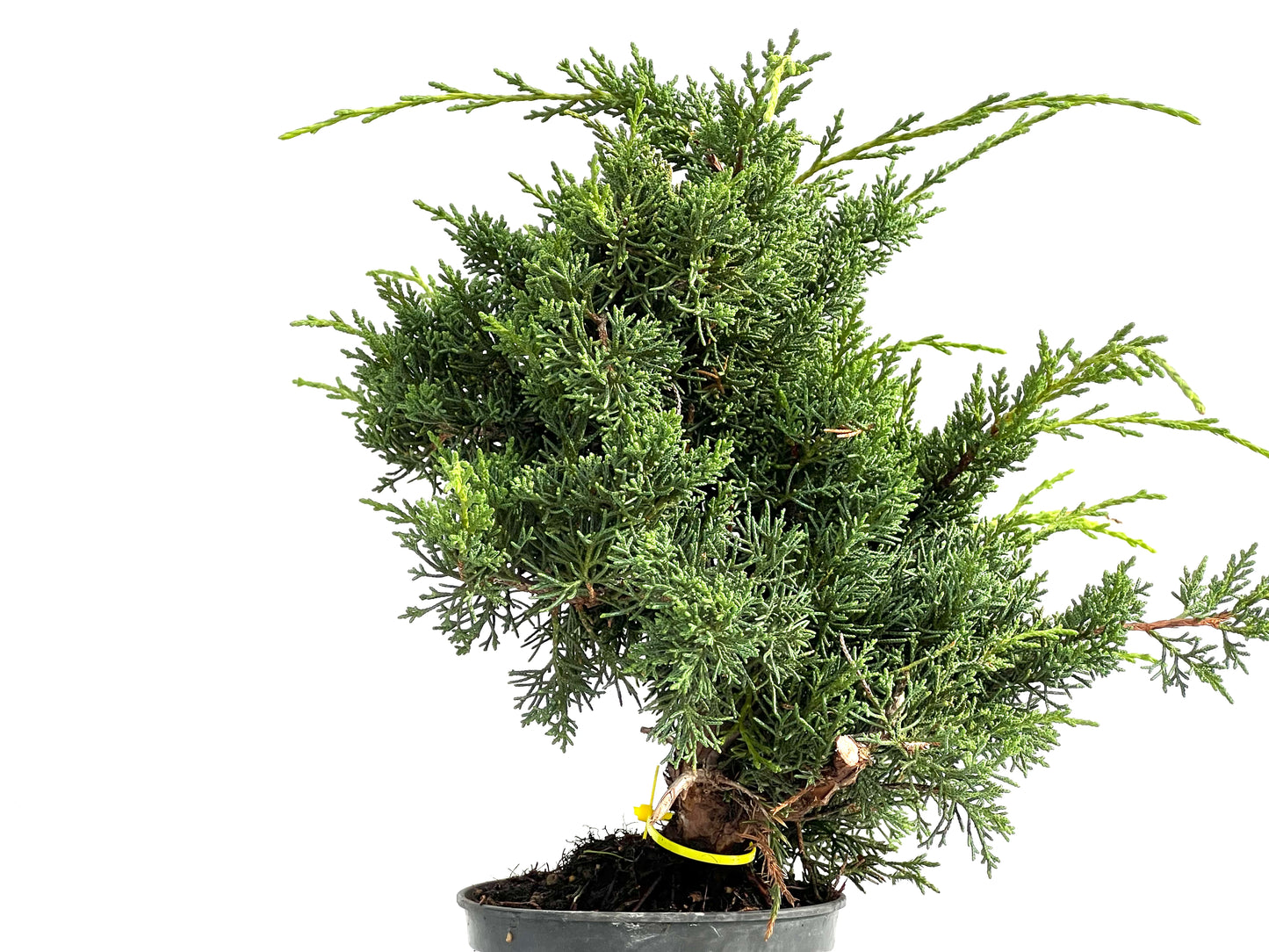 Juniperus Chinensis Kyushu 2937