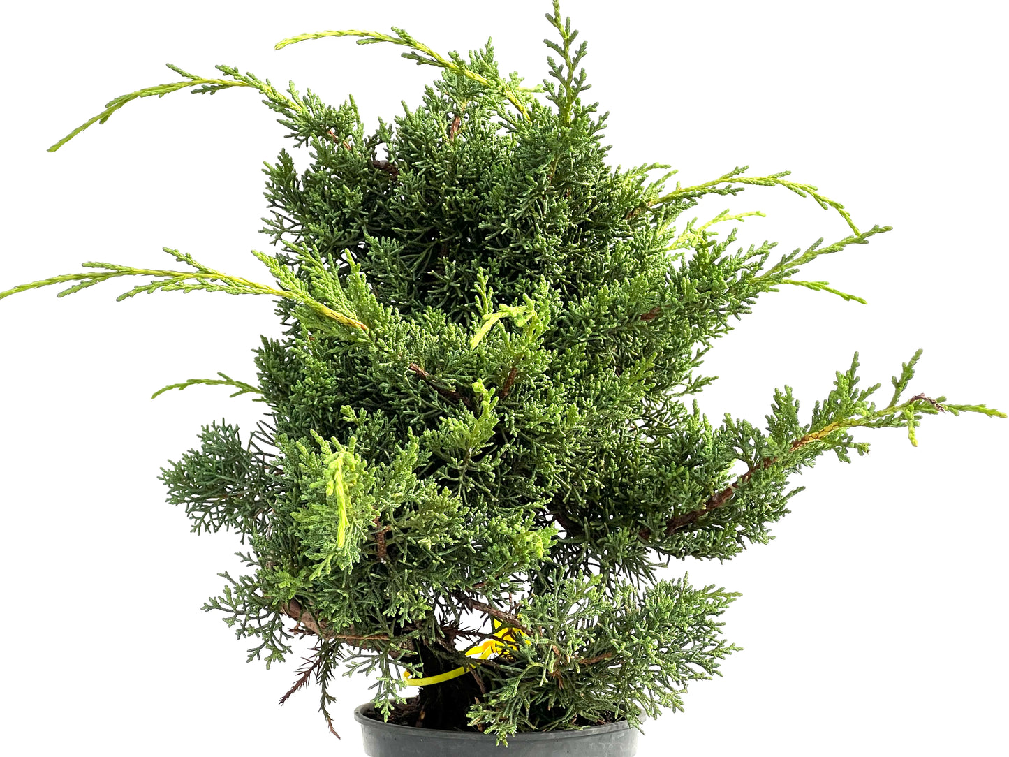 Juniperus Chinensis Kyushu 2937