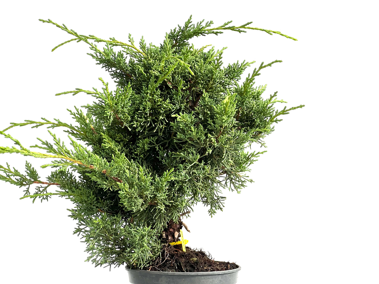 Juniperus Chinensis Kyushu 2937