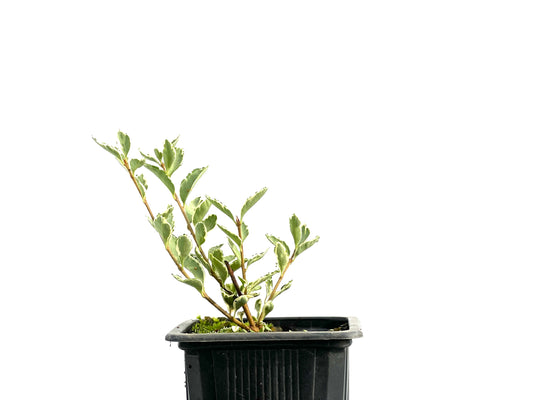 Ligustrum Japonicum Variegado