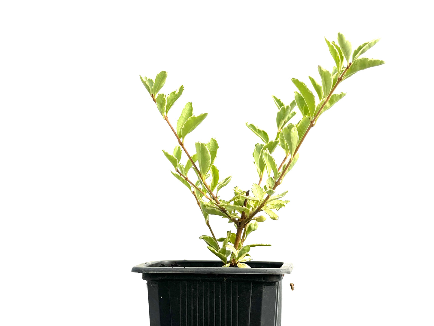 Ligustrum Japonicum Variegado