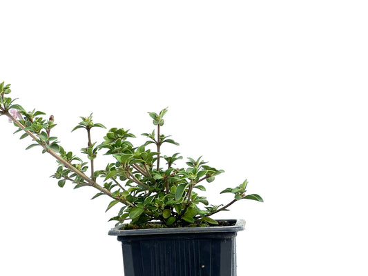 Serissa Japónica Variegada