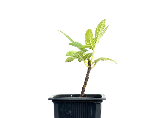 Ficus Carica