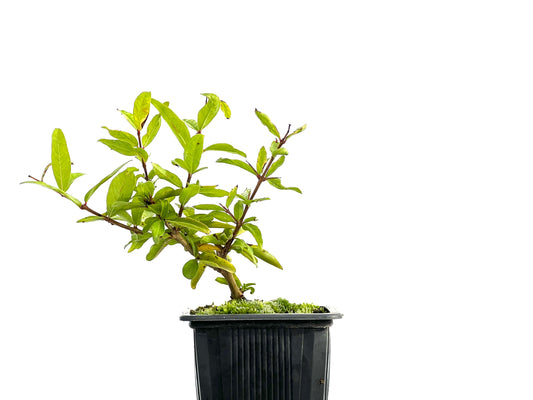 Punica Granatum Nejikan