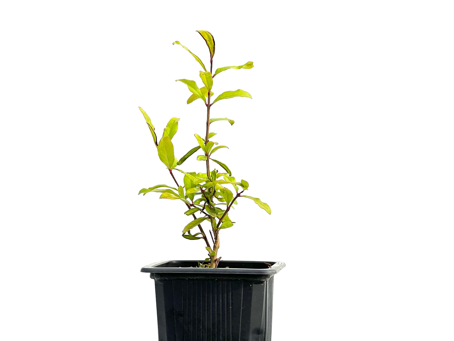 Punica Granatum Nejikan