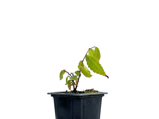 Zelkova Serrata