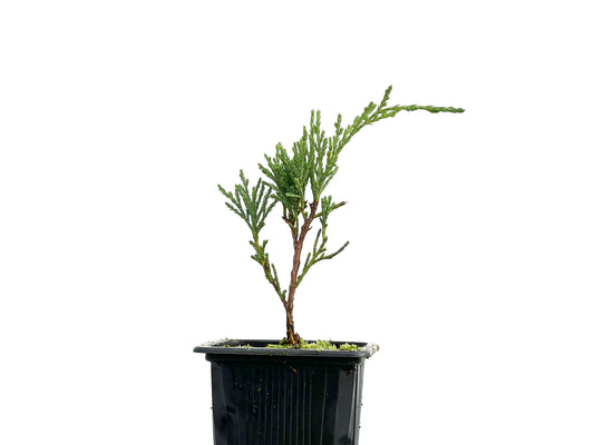 Juniperus Sabina