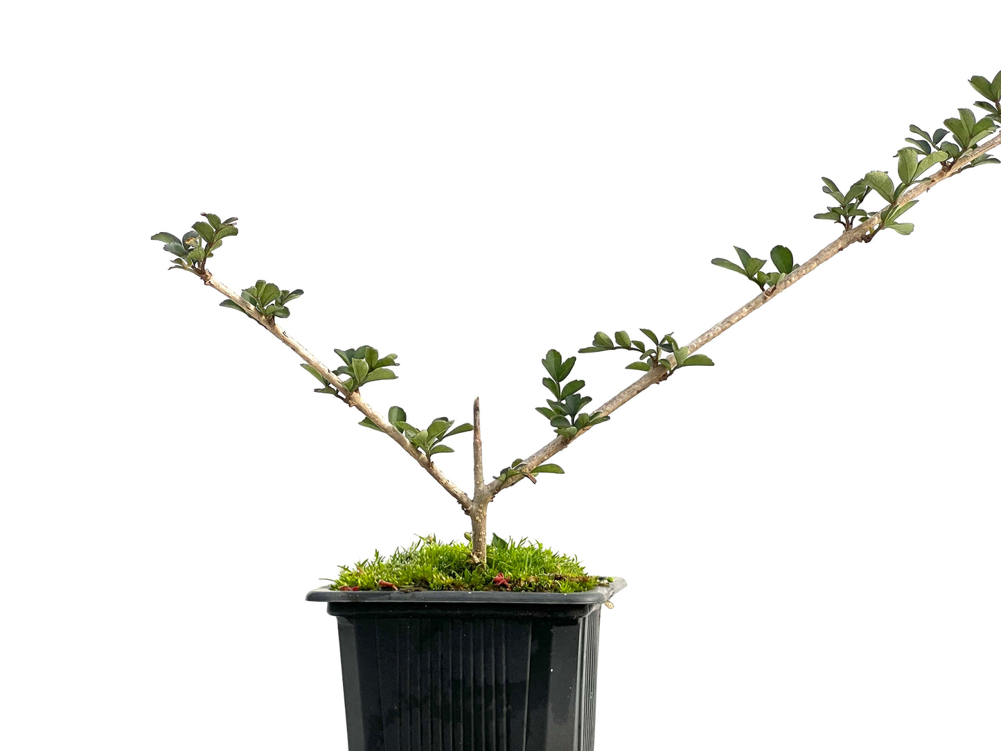 Fraxinus