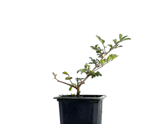 Fraxinus