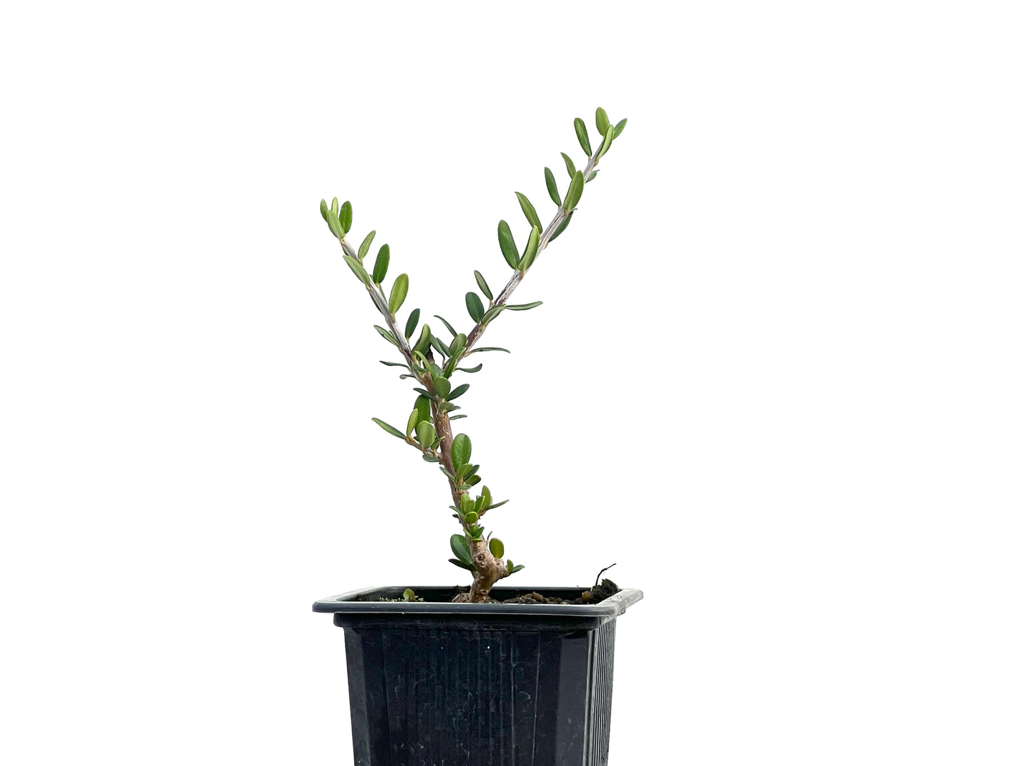 Olea Europaea Sylvestris