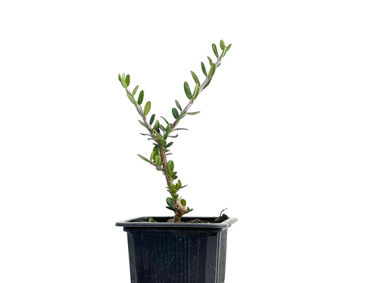 Olea Europaea Sylvestris
