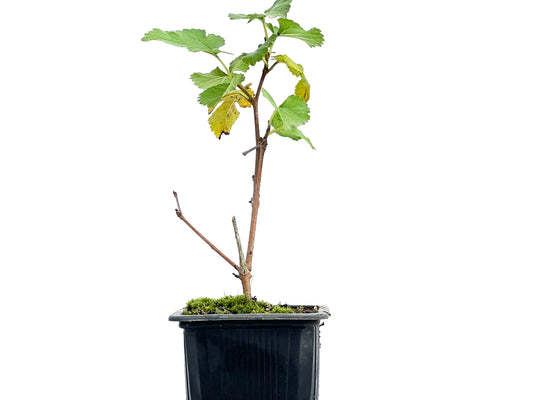 Morus Alba