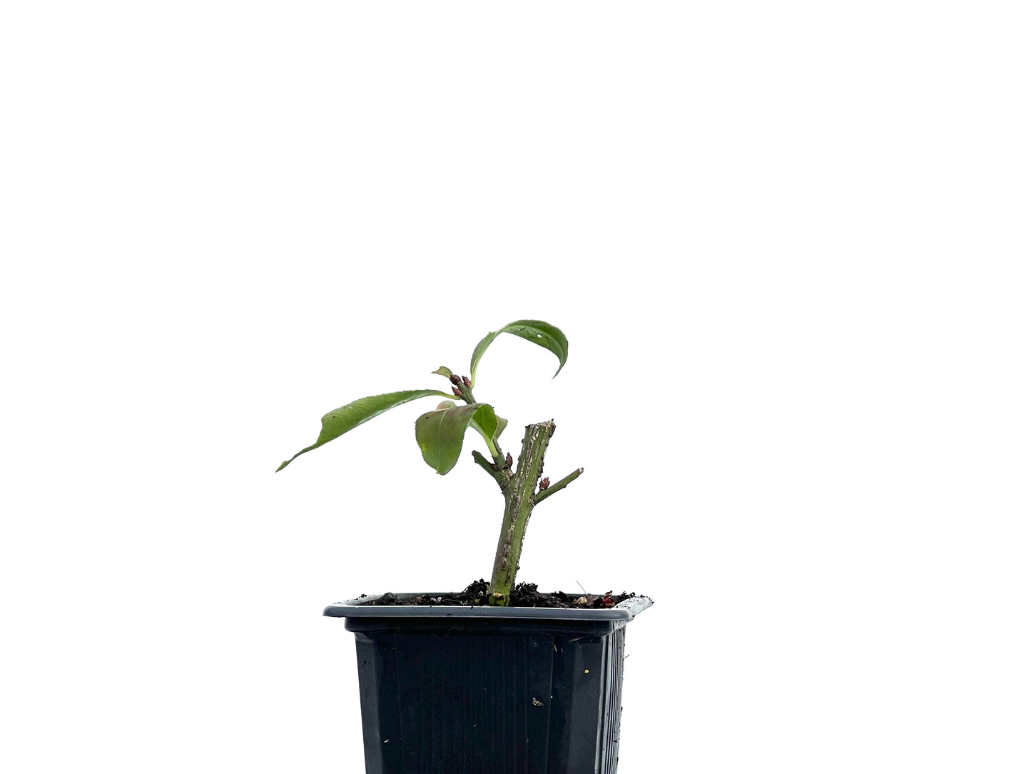 Euonymus Alatus