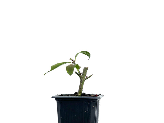 Euonymus Alatus