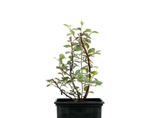 Cotoneaster Franchetti