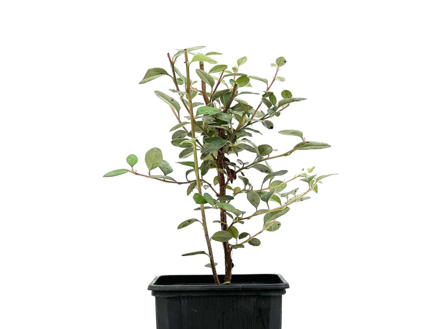 Cotoneaster Franchetti