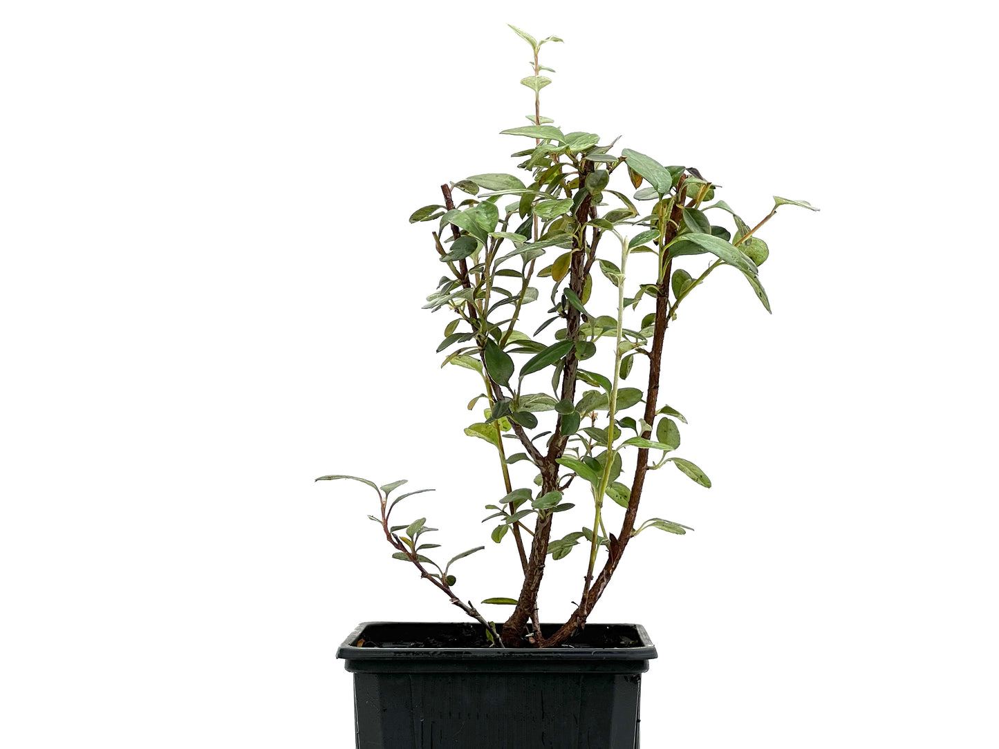 Cotoneaster Franchetti