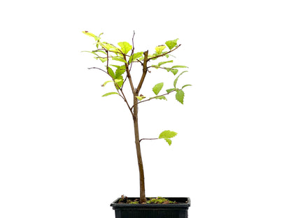 Ulmus Minor