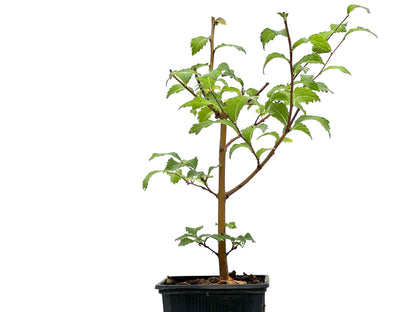 Ulmus Minor