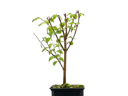 Ulmus Minor