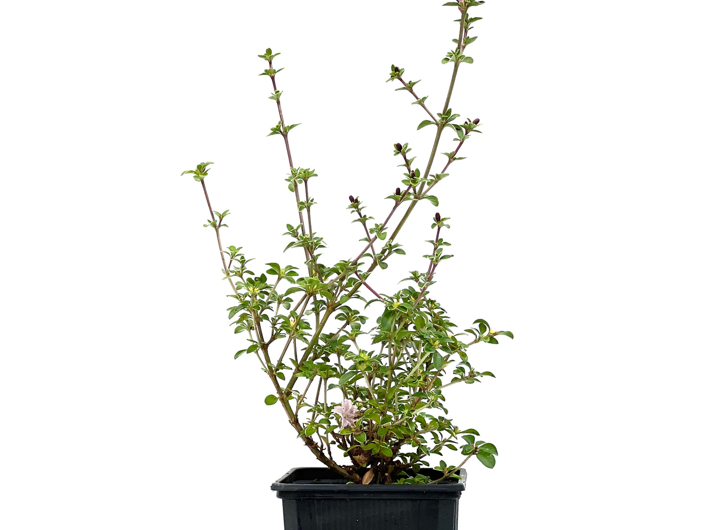 Serissa Japónica Variegada